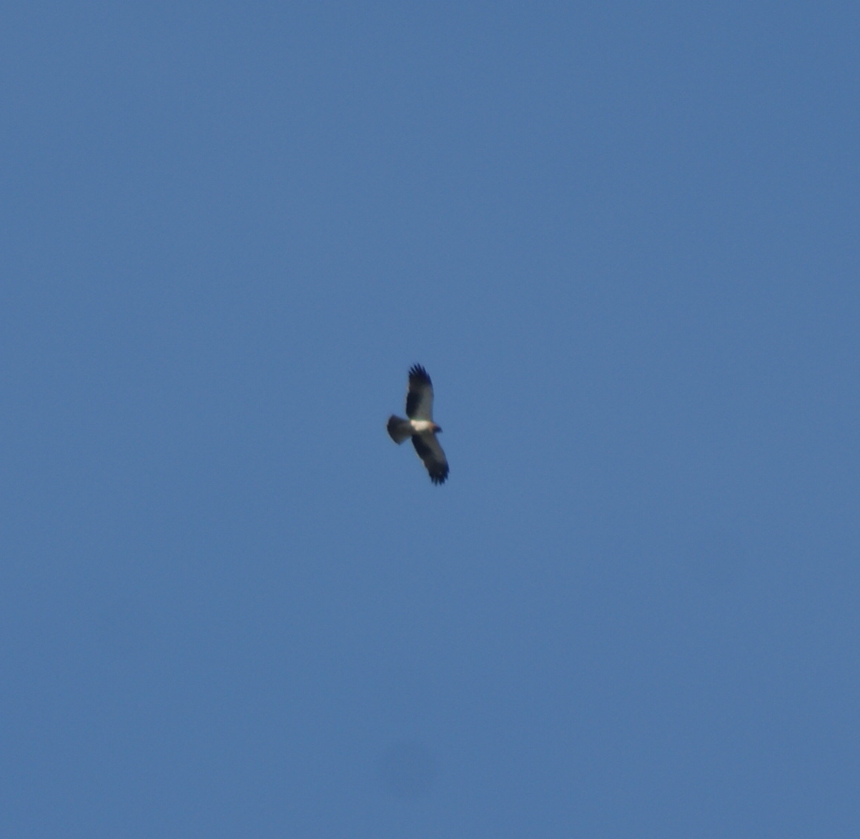 Identificazione rapace